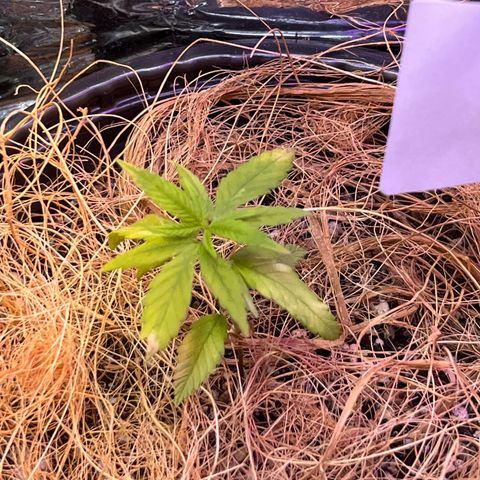 Roberta growlog photo: quase todas folhas amareladas com algumas manchas esbranquiçadas 