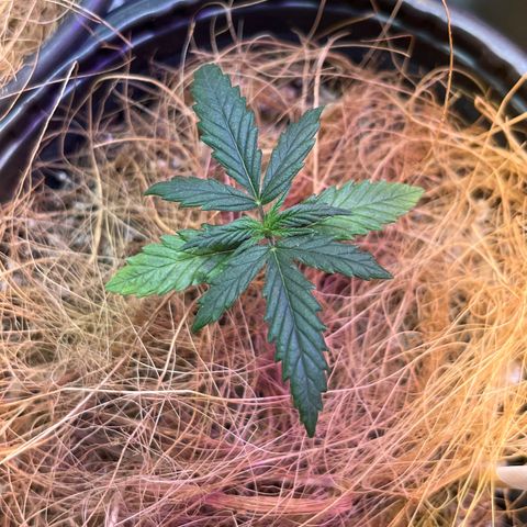 Lecir growlog timeline photo