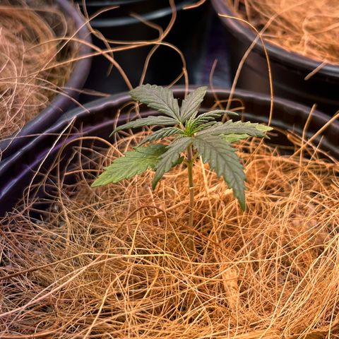 Lecir growlog timeline photo