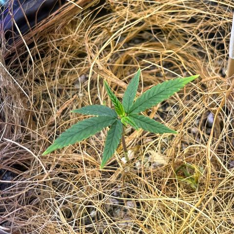 Roberta growlog timeline photo