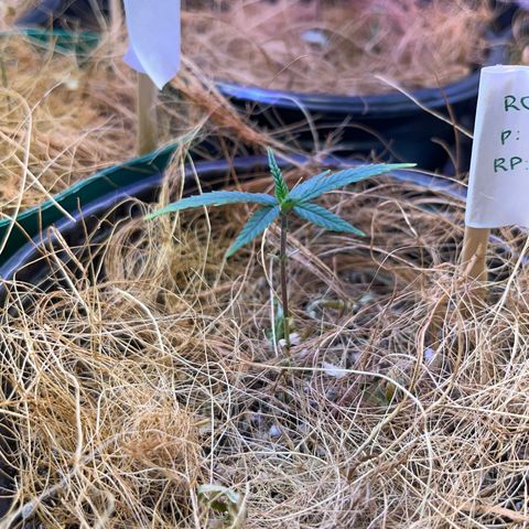 Roberta growlog timeline photo