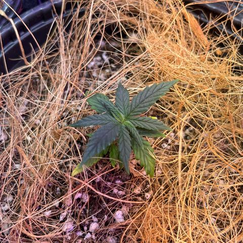 Carmen growlog timeline photo