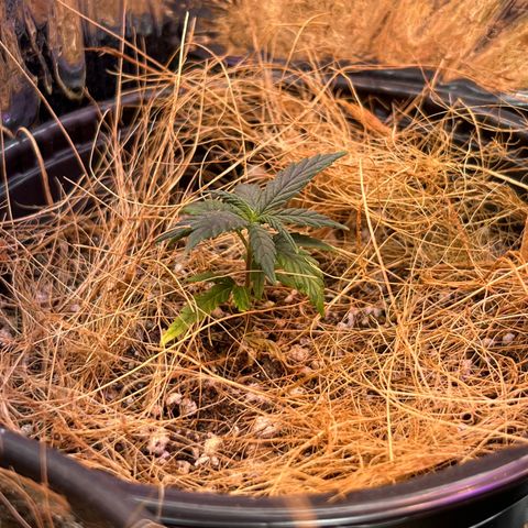 Carmen growlog timeline photo