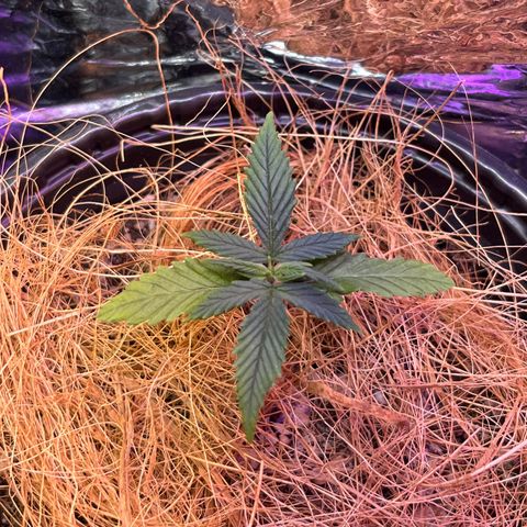 Jéssika growlog timeline photo
