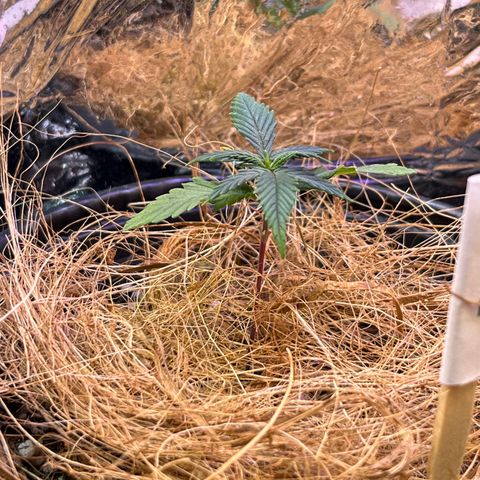 Jéssika growlog timeline photo