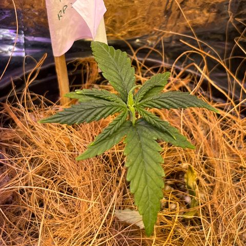 Gisele growlog timeline photo