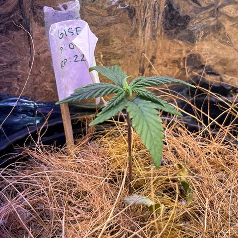 Gisele growlog timeline photo