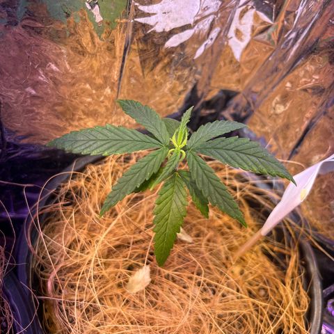 Terezinha growlog timeline photo
