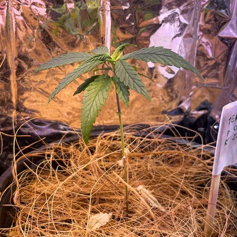 Terezinha growlog timeline photo