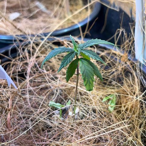 Márcia growlog photo: ta amarelando tadinha 