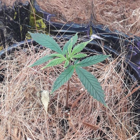 Jéssika growlog timeline photo