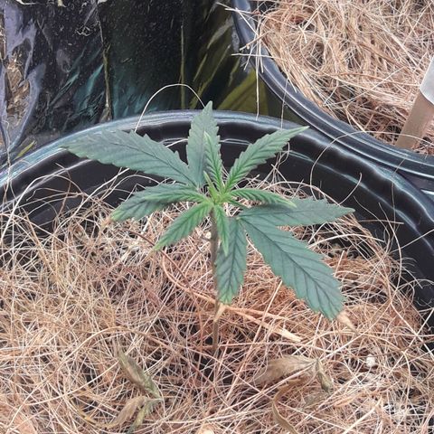 Lecir growlog timeline photo