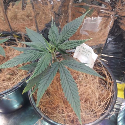 Terezinha growlog timeline photo
