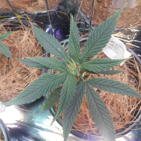Terezinha growlog timeline photo