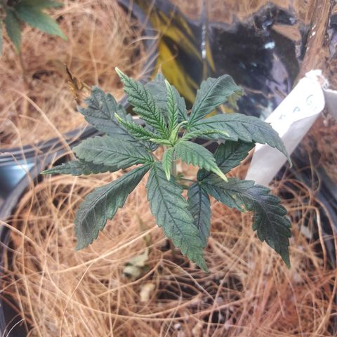 Gisele growlog timeline photo