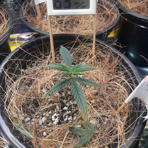 Carmen growlog timeline photo