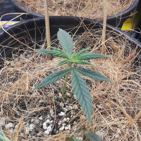 Carmen growlog timeline photo