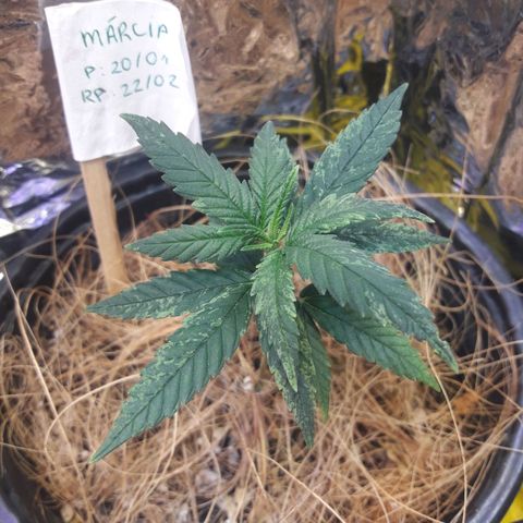 Márcia growlog timeline photo