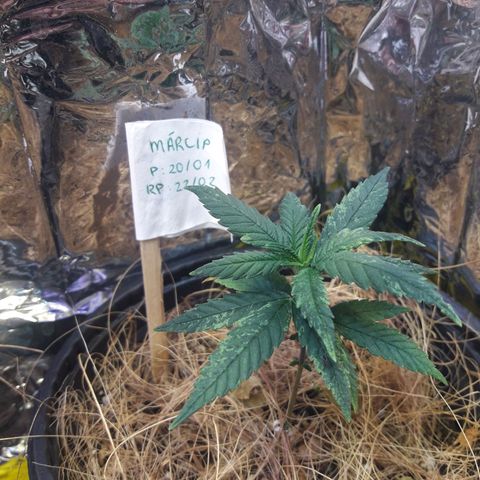 Márcia growlog timeline photo
