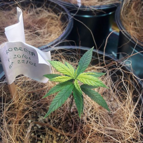 Roberta growlog timeline photo