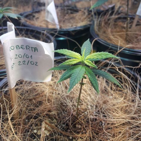 Roberta growlog timeline photo