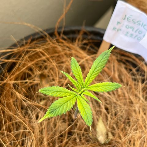 Jéssika growlog timeline photo