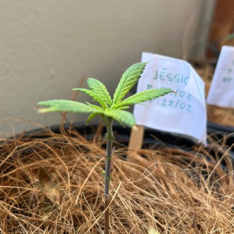 Jéssika growlog timeline photo