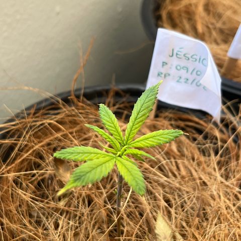 Jéssika growlog timeline photo