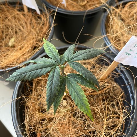 Márcia growlog timeline photo