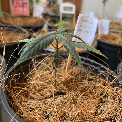 Márcia growlog timeline photo