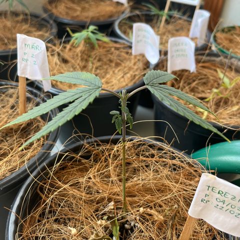 Terezinha growlog timeline photo