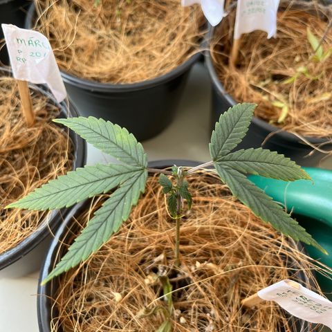 Terezinha growlog timeline photo