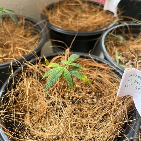 Roberta growlog timeline photo