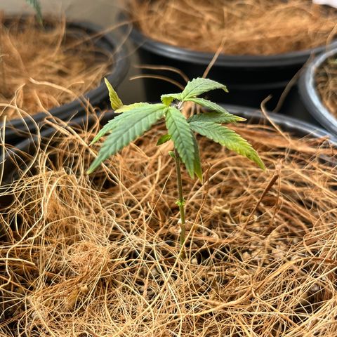 Roberta growlog timeline photo