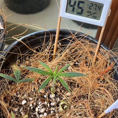 Carmen growlog timeline photo