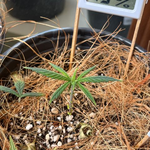 Carmen growlog timeline photo
