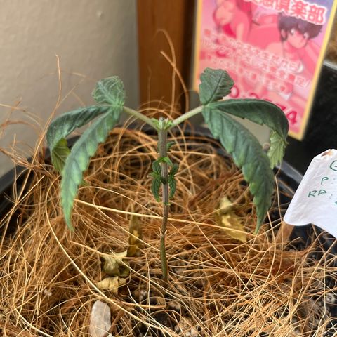 Gisele growlog timeline photo