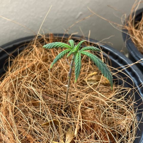 Lecir growlog timeline photo
