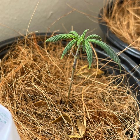 Lecir growlog timeline photo
