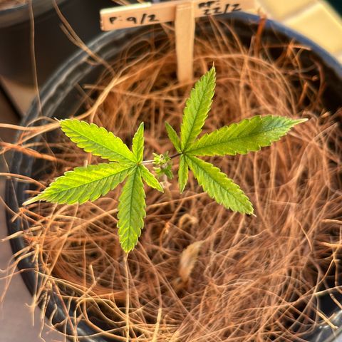 Jéssika growlog timeline photo