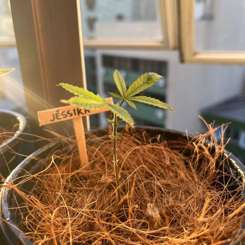 Jéssika growlog timeline photo