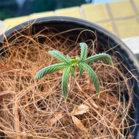 Lecir growlog timeline photo