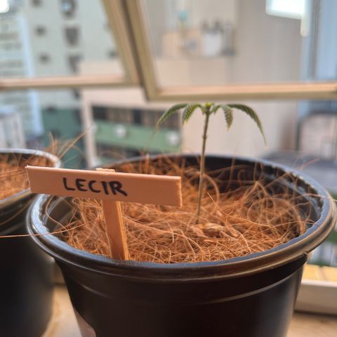 Lecir growlog timeline photo