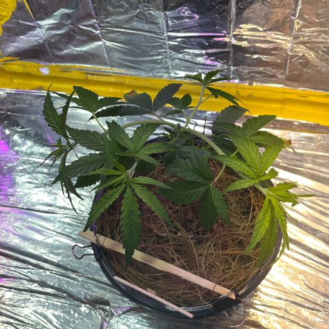 Terezinha growlog photo: acabamo de amarrar os dois galhos pros lados