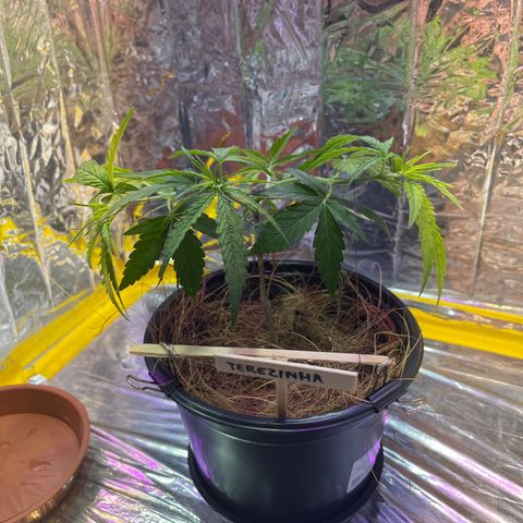 Terezinha growlog photo: acabamo de amarrar os dois galhos pros lados