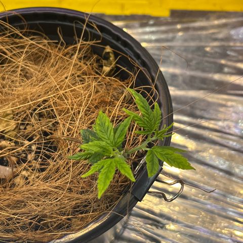 Gisele growlog timeline photo