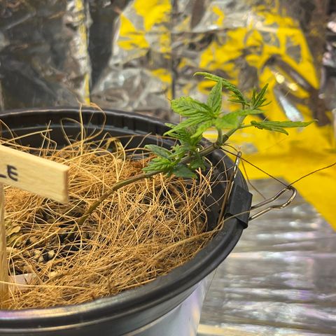 Gisele growlog timeline photo