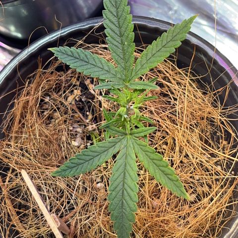 Carmen growlog timeline photo