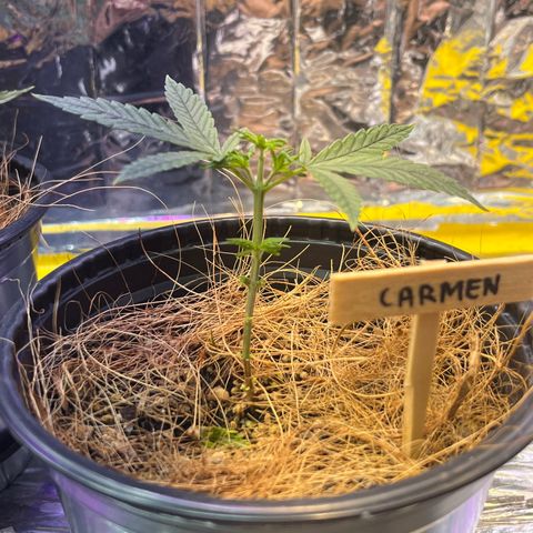 Carmen growlog timeline photo