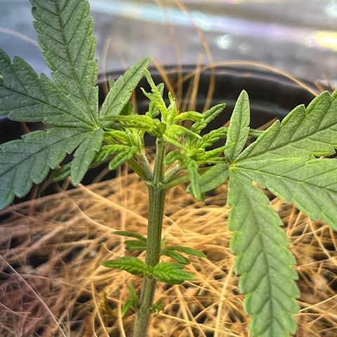Carmen growlog timeline photo